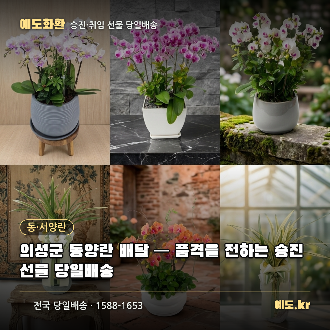의성군 동양란 배달 — 품격을 전하는 승진선물 당일배송 - 예도화환