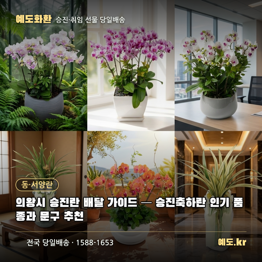 의왕시 승진란 배달 가이드 — 승진축하란 인기 품종과 문구 추천 - 예도화환
