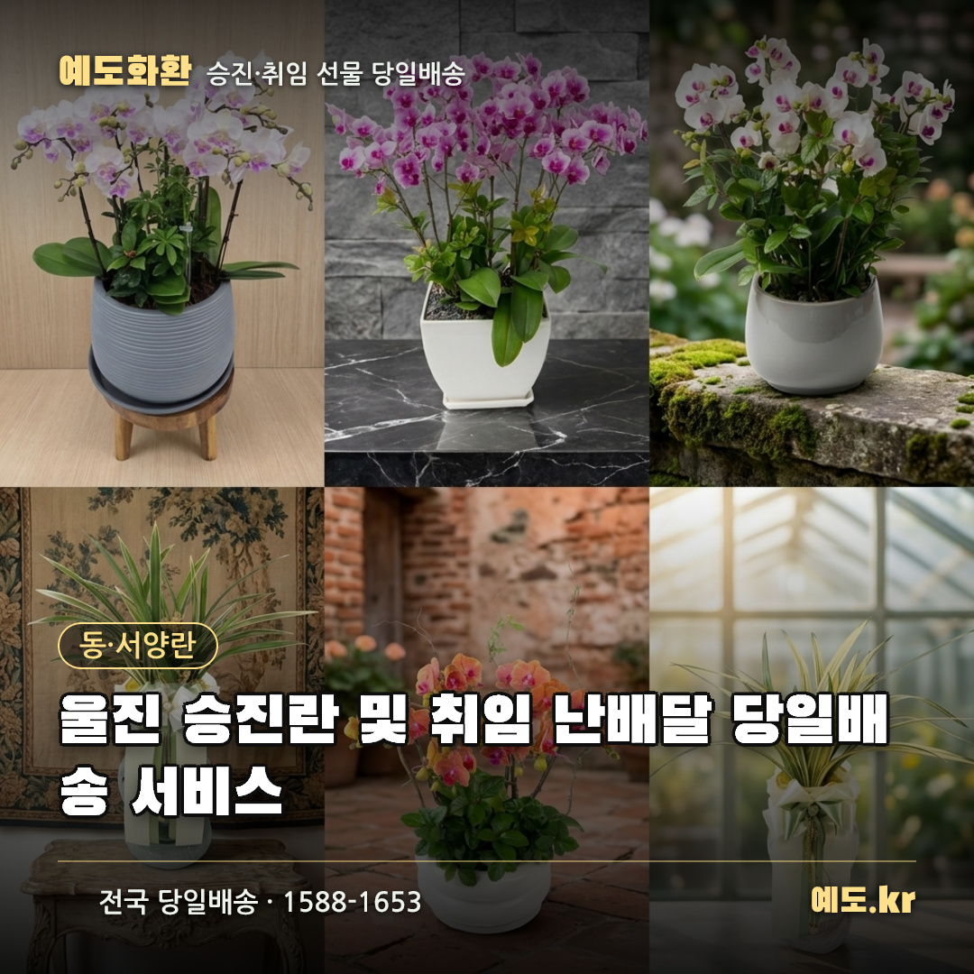 울진 승진란 및 취임 난배달 당일배송 서비스 - 예도화환