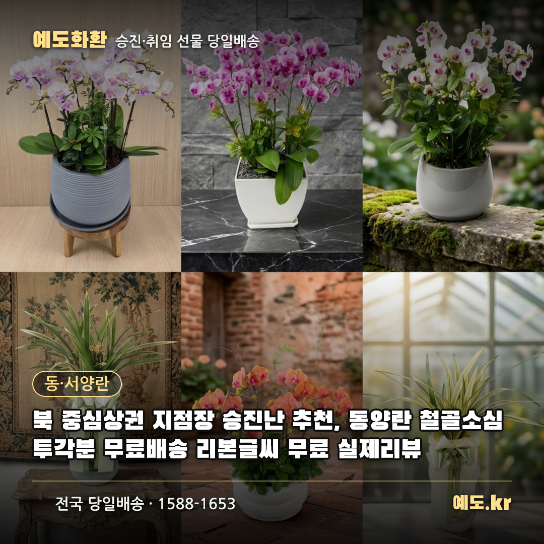 북 중심상권 지점장 승진난 추천, 동양란 철골소심 투각분 무료배송 리본글씨 무료 실제리뷰 - 예도화환