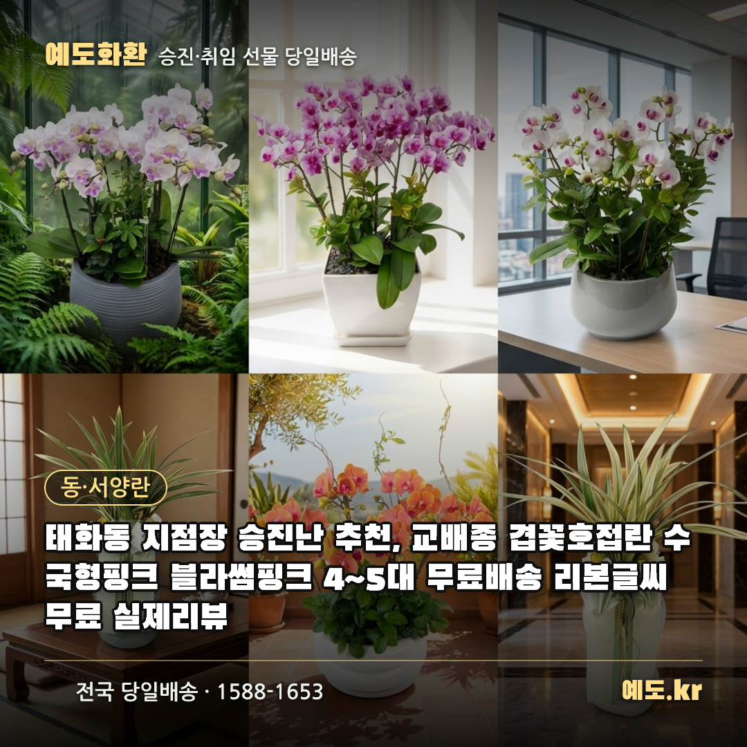 태화동 지점장 승진난 추천, 교배종 겹꽃호접란 수국형핑크 블라썸핑크 4~5대 무료배송 리본글씨 무료 실제리뷰 - 예도화환