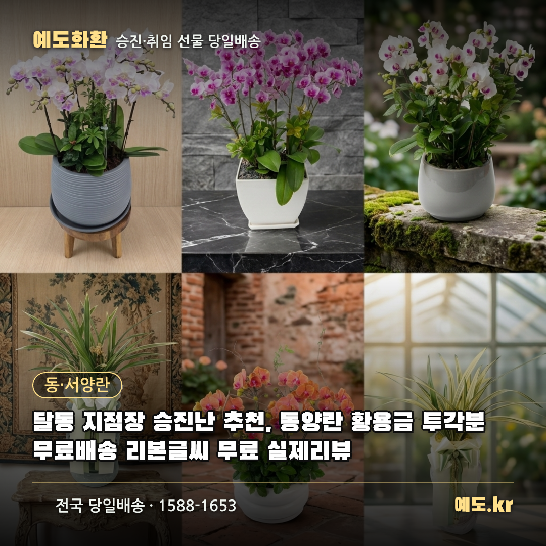 달동 지점장 승진난 추천, 동양란 황용금 투각분 무료배송 리본글씨 무료 실제리뷰 - 예도화환