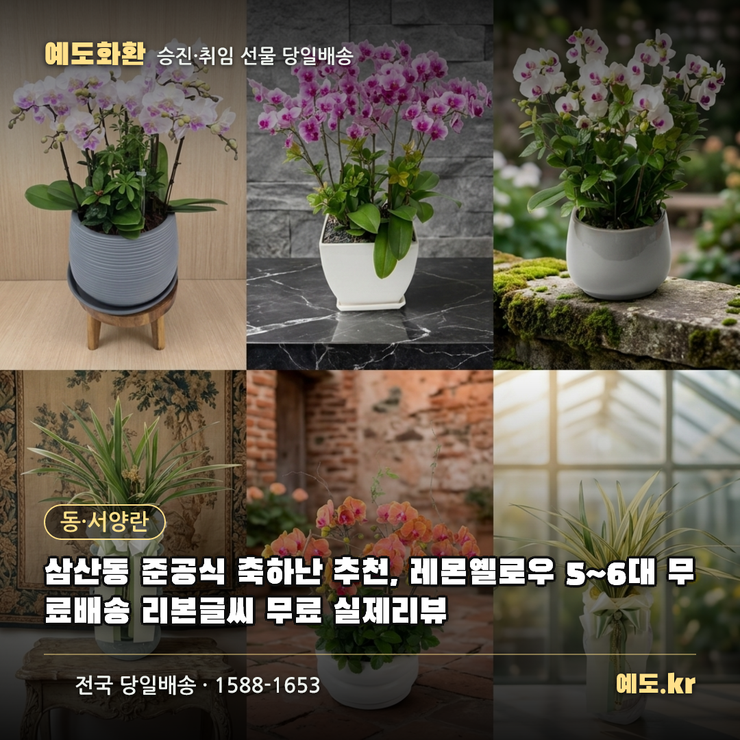 삼산동 준공식 축하난 추천, 레몬옐로우 5~6대 무료배송 리본글씨 무료 실제리뷰 - 예도화환