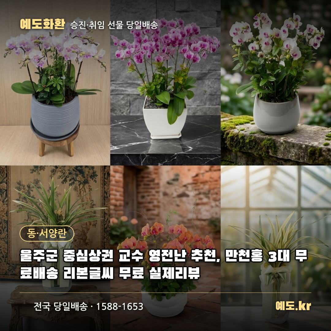 울주군 중심상권 교수 영전난 추천, 만천홍 3대 무료배송 리본글씨 무료 실제리뷰 - 예도화환