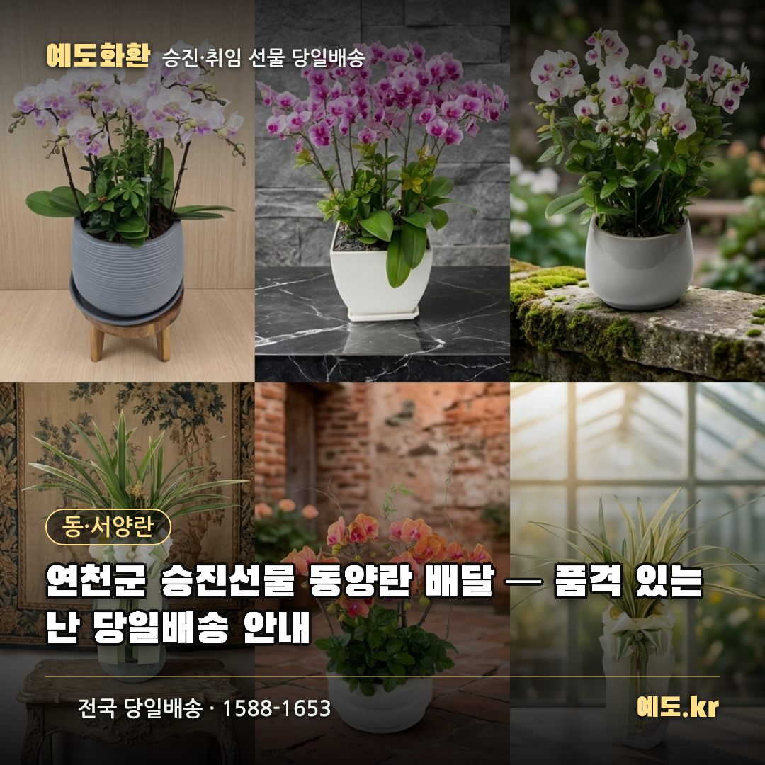 연천군 승진선물 동양란 배달 — 품격 있는 난 당일배송 안내 - 예도화환