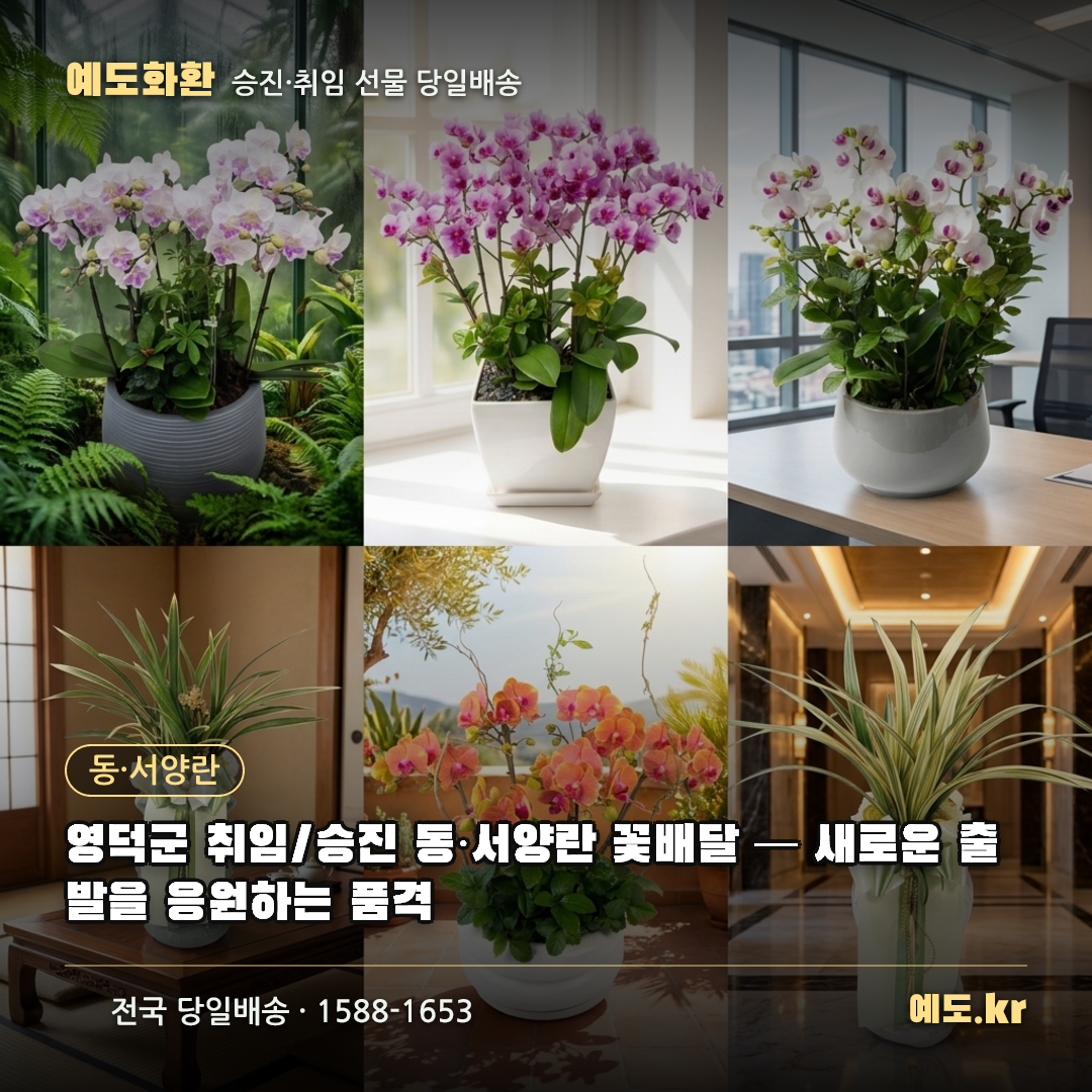 영덕군 취임/승진 동·서양란 꽃배달 — 새로운 출발을 응원하는 품격 - 예도화환