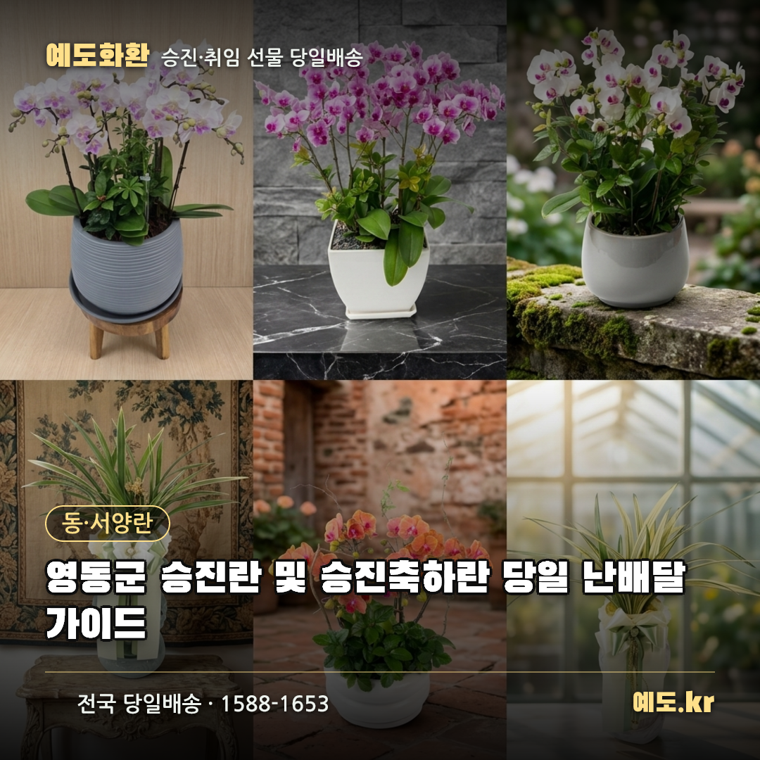 영동군 승진란 및 승진축하란 당일 난배달 가이드 - 예도화환