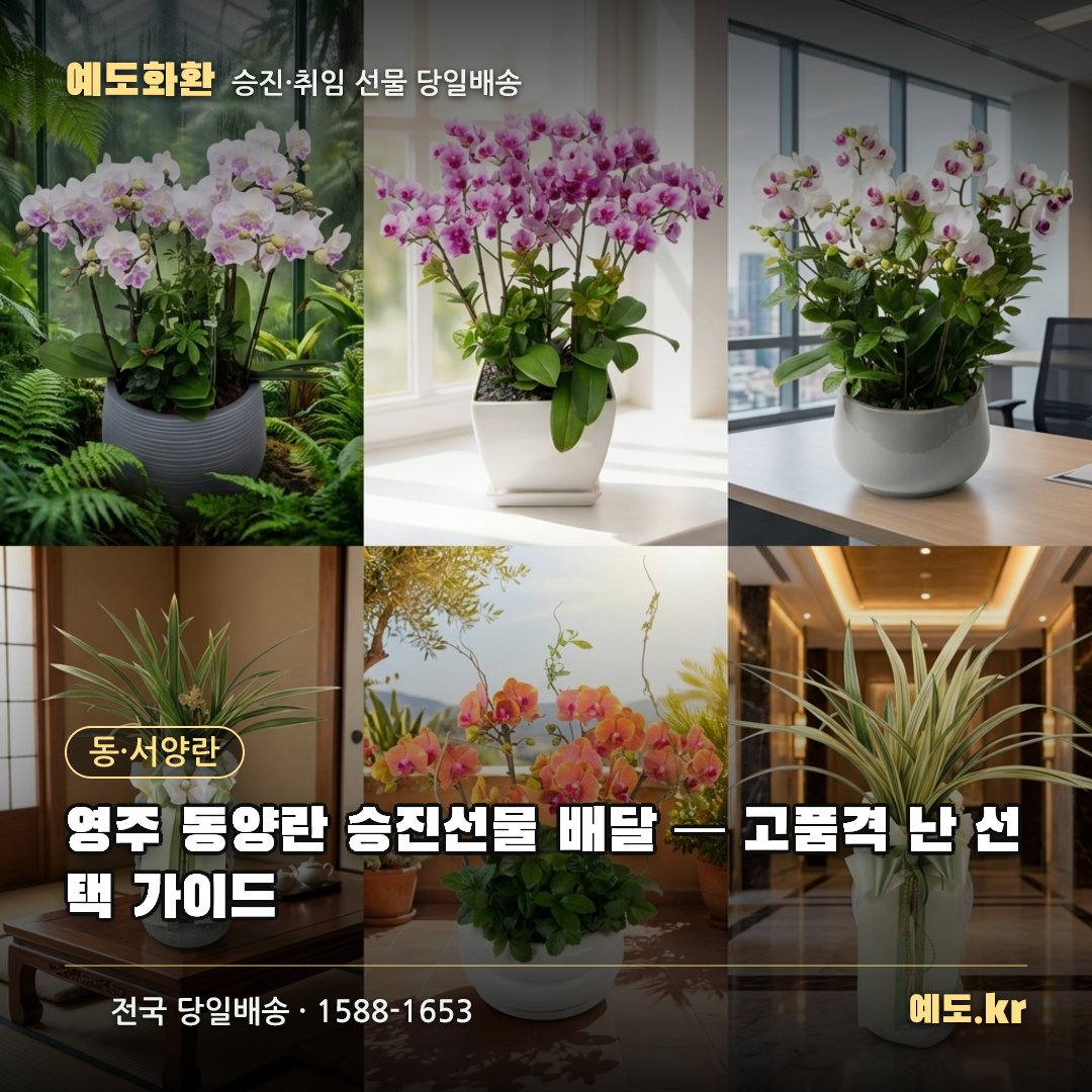 영주 동양란 승진선물 배달 — 고품격 난 선택 가이드 - 예도화환