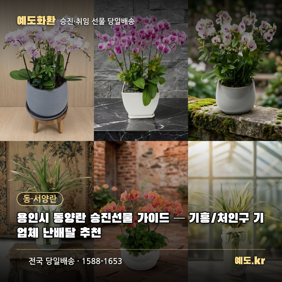 용인시 동양란 승진선물 가이드 — 기흥/처인구 기업체 난배달 추천 - 예도화환