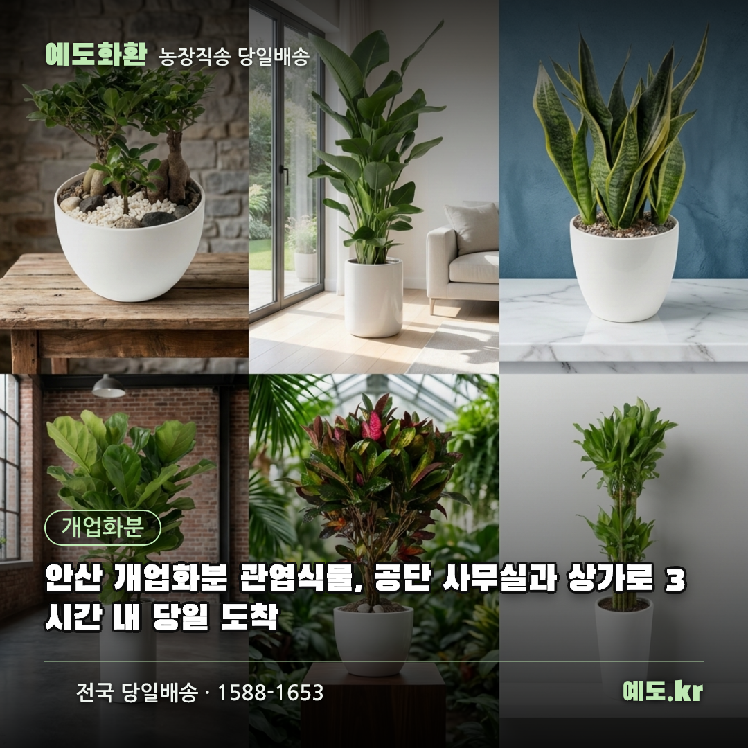 안산 개업화분 관엽식물, 공단 사무실과 상가로 3시간 내 당일 도착 - 예도화환