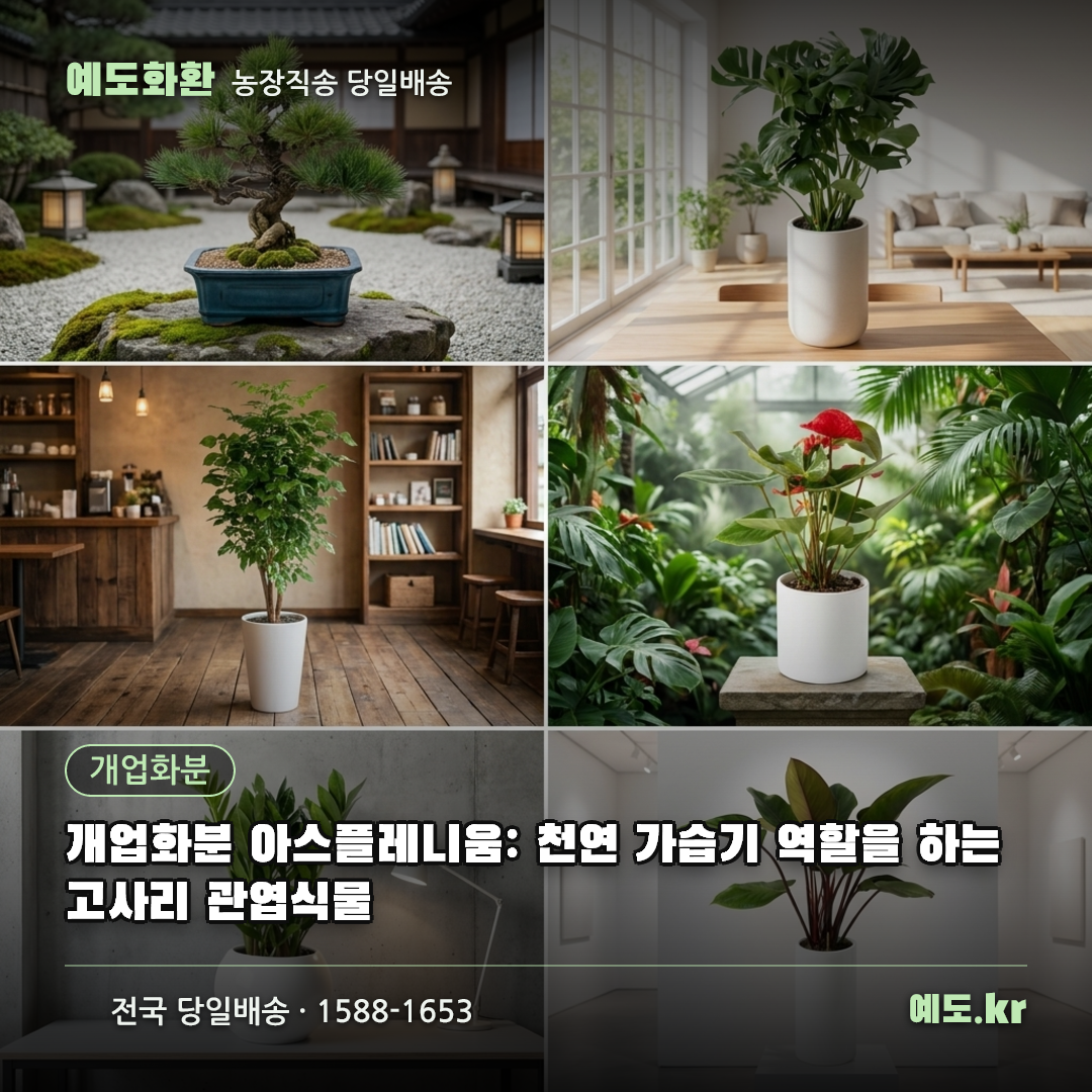 개업화분 아스플레니움: 천연 가습기 역할을 하는 고사리 관엽식물 - 예도화환