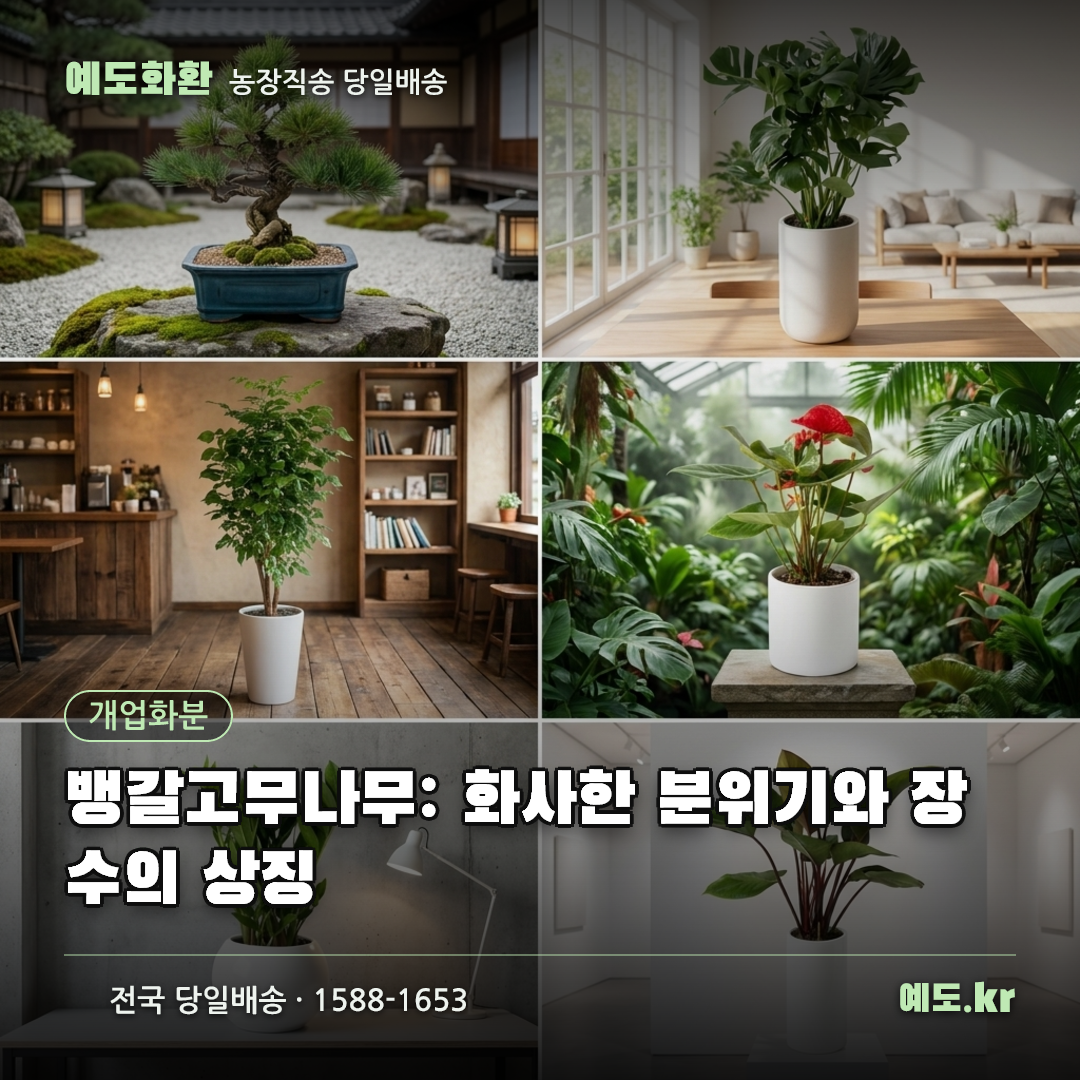 뱅갈고무나무: 화사한 분위기와 장수의 상징 - 예도화환