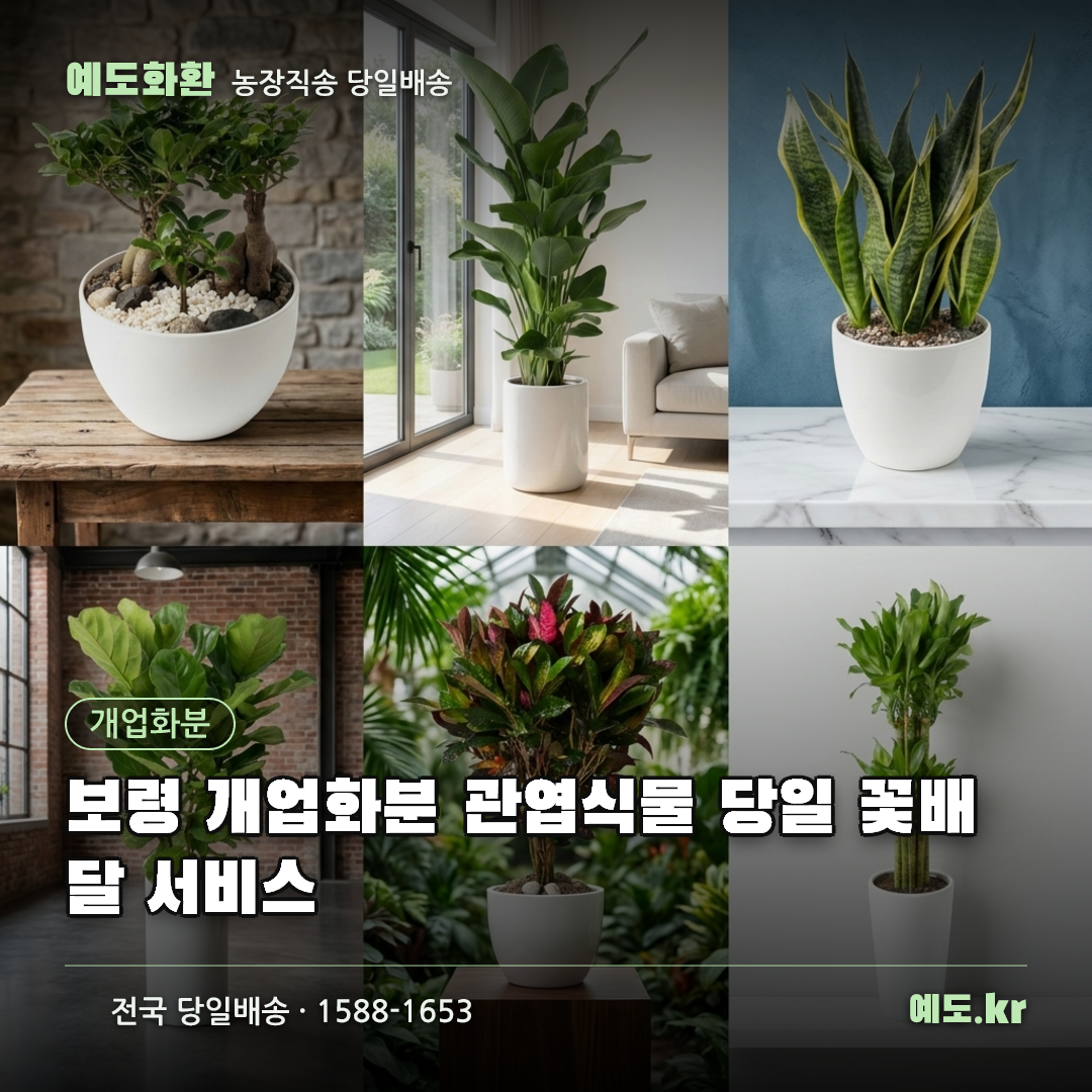 보령 개업화분 관엽식물 당일 꽃배달 서비스 - 예도화환