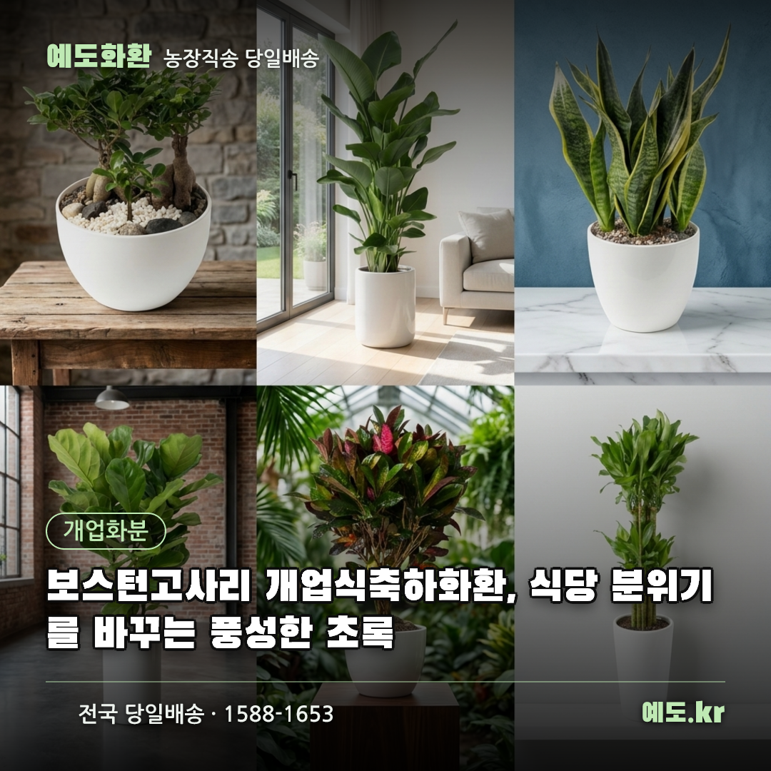 보스턴고사리 개업식축하화환, 식당 분위기를 바꾸는 풍성한 초록 - 예도화환