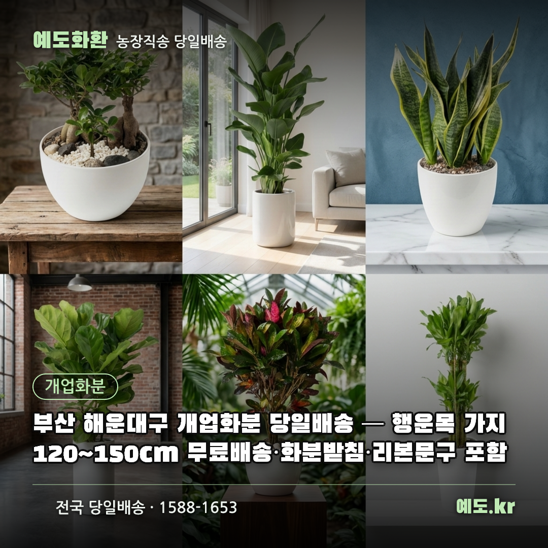 부산 해운대구 개업화분 당일배송 — 행운목 가지 120~150cm 무료배송·화분받침·리본문구 포함 - 예도화환