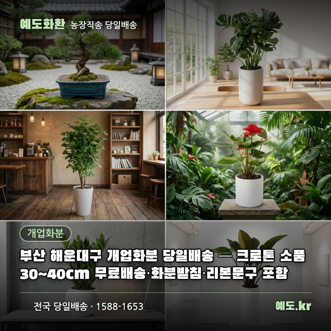 부산 해운대구 개업화분 당일배송 — 크로톤 소품 30~40cm 무료배송·화분받침·리본문구 포함 - 예도화환