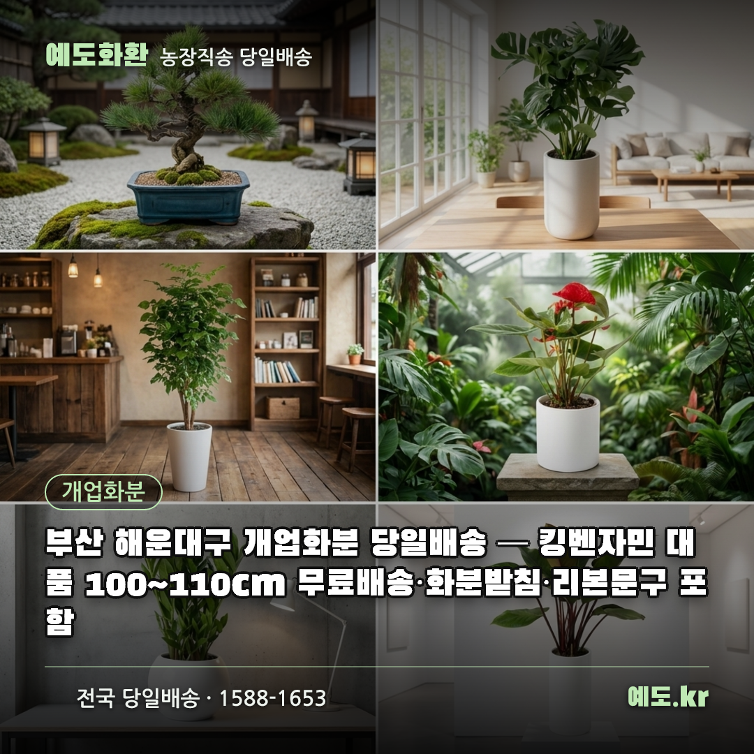 부산 해운대구 개업화분 당일배송 — 킹벤자민 대품 100~110cm 무료배송·화분받침·리본문구 포함 - 예도화환