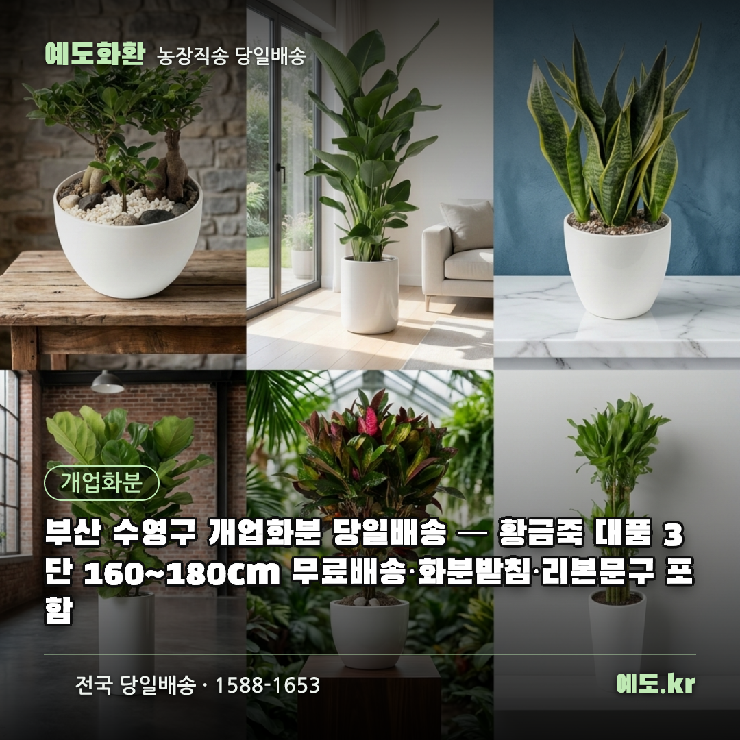 부산 수영구 개업화분 당일배송 — 황금죽 대품 3단 160~180cm 무료배송·화분받침·리본문구 포함 - 예도화환