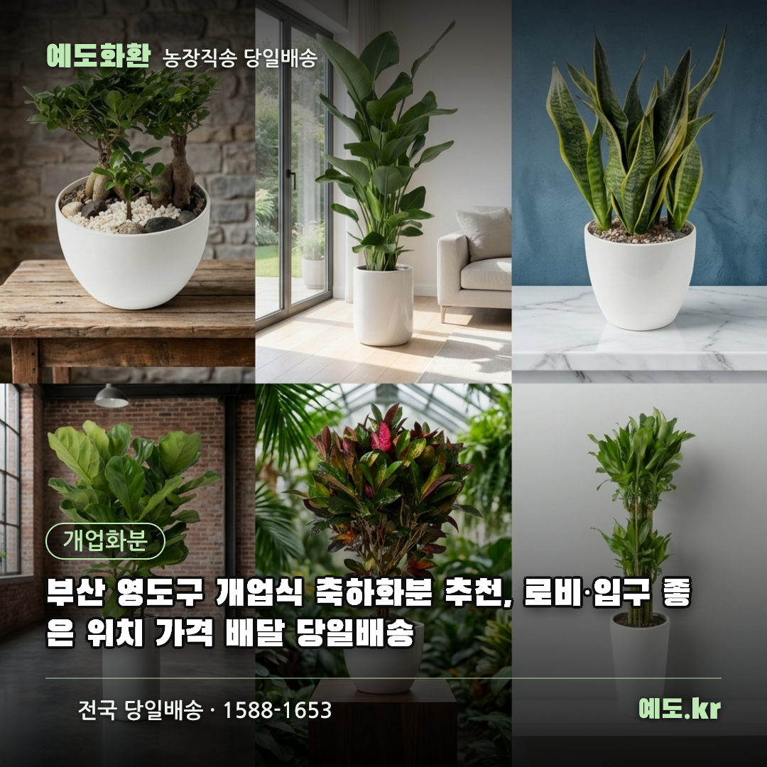 부산 영도구 개업식 축하화분 추천, 로비·입구 좋은 위치 가격 배달 당일배송 - 예도화환