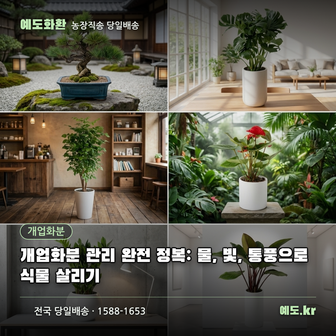 개업화분 관리 완전 정복: 물, 빛, 통풍으로 식물 살리기 - 예도화환