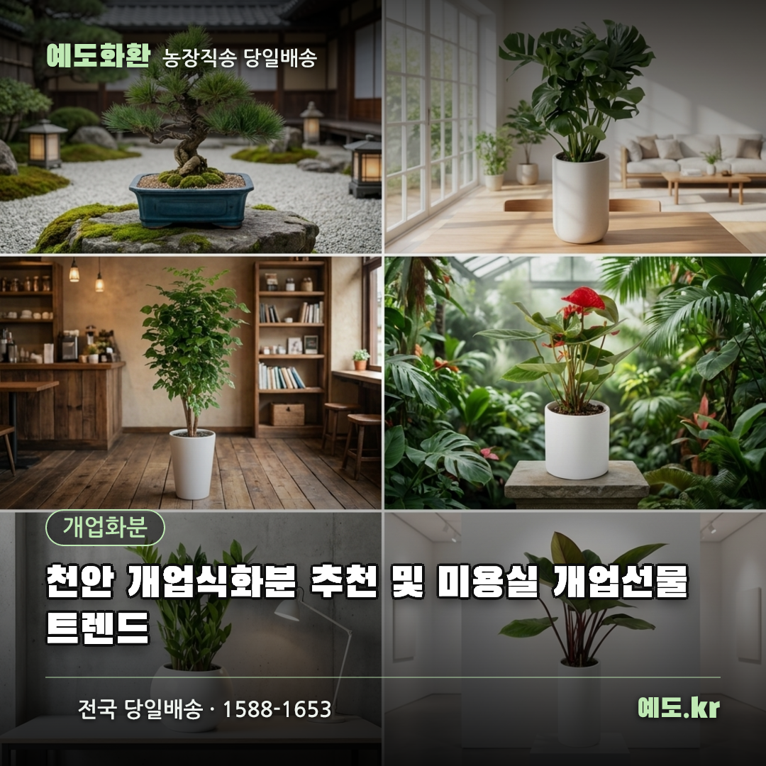 천안 개업식화분 추천 및 미용실 개업선물 트렌드 - 예도화환