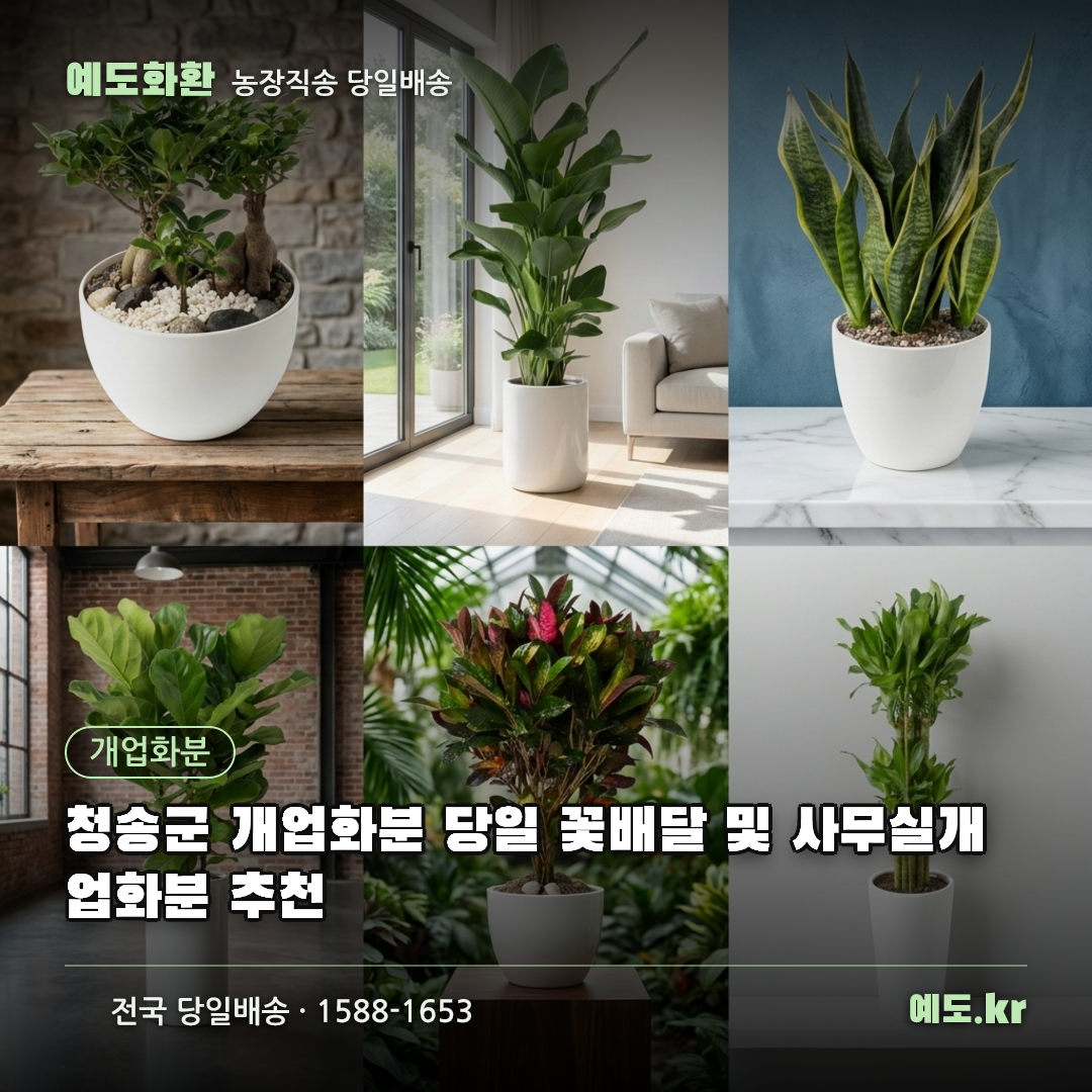 청송군 개업화분 당일 꽃배달 및 사무실개업화분 추천 - 예도화환