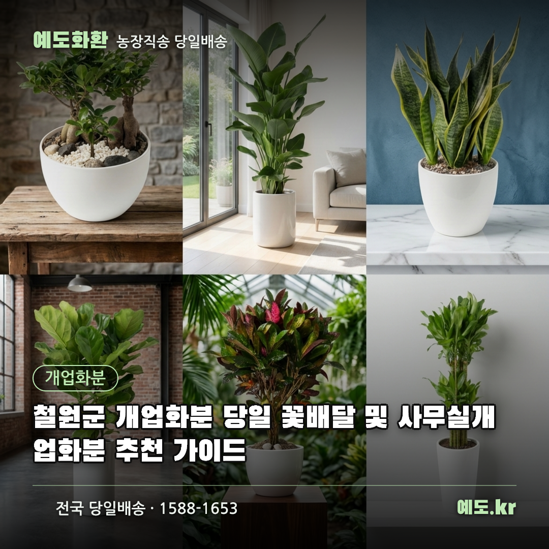 철원군 개업화분 당일 꽃배달 및 사무실개업화분 추천 가이드 - 예도화환
