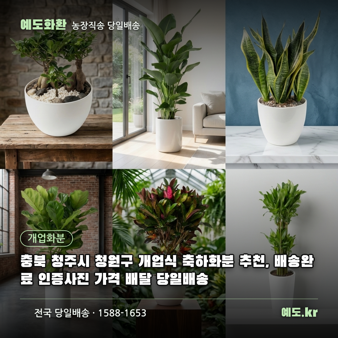 충북 청주시 청원구 개업식 축하화분 추천, 배송완료 인증사진 가격 배달 당일배송 - 예도화환