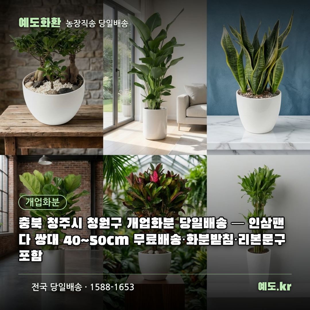 충북 청주시 청원구 개업화분 당일배송 — 인삼팬다 쌍대 40~50cm 무료배송·화분받침·리본문구 포함 - 예도화환
