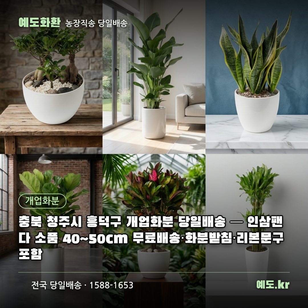 충북 청주시 흥덕구 개업화분 당일배송 — 인삼팬다 소품 40~50cm 무료배송·화분받침·리본문구 포함 - 예도화환