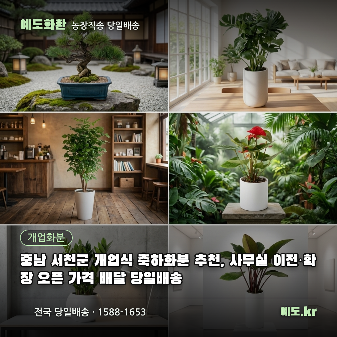 충남 서천군 개업식 축하화분 추천, 사무실 이전·확장 오픈 가격 배달 당일배송 - 예도화환