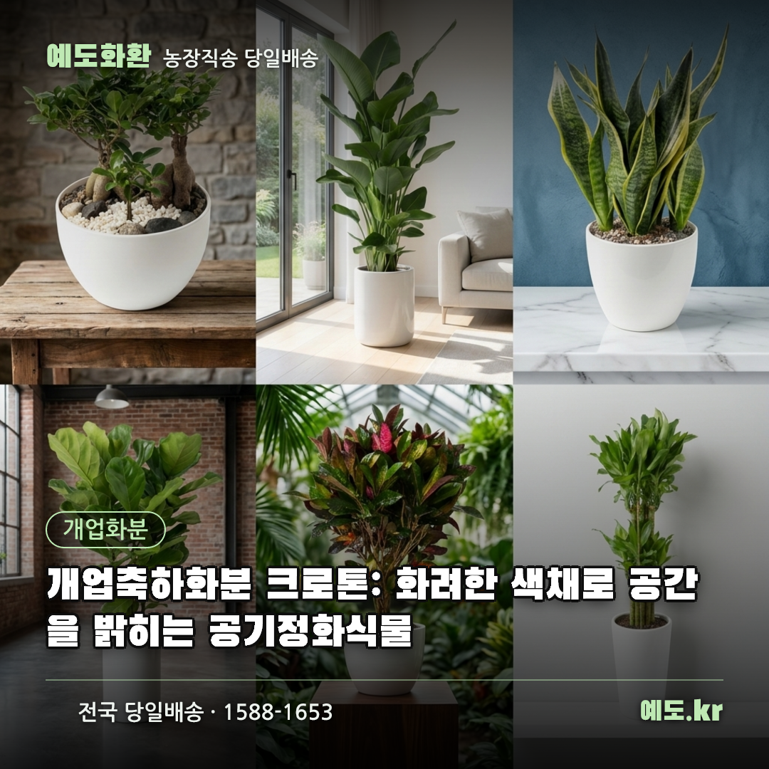 개업축하화분 크로톤: 화려한 색채로 공간을 밝히는 공기정화식물 - 예도화환