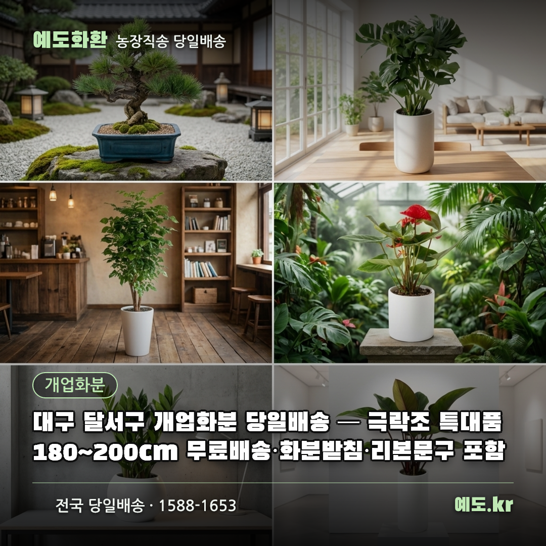 대구 달서구 개업화분 당일배송 — 극락조 특대품 180~200cm 무료배송·화분받침·리본문구 포함 - 예도화환