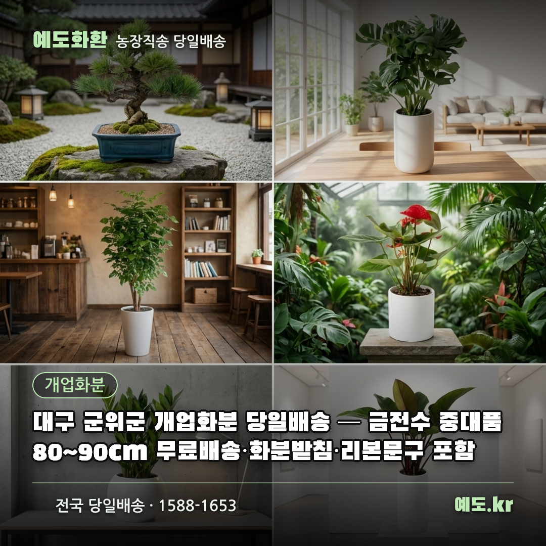 대구 군위군 개업화분 당일배송 — 금전수 중대품 80~90cm 무료배송·화분받침·리본문구 포함 - 예도화환
