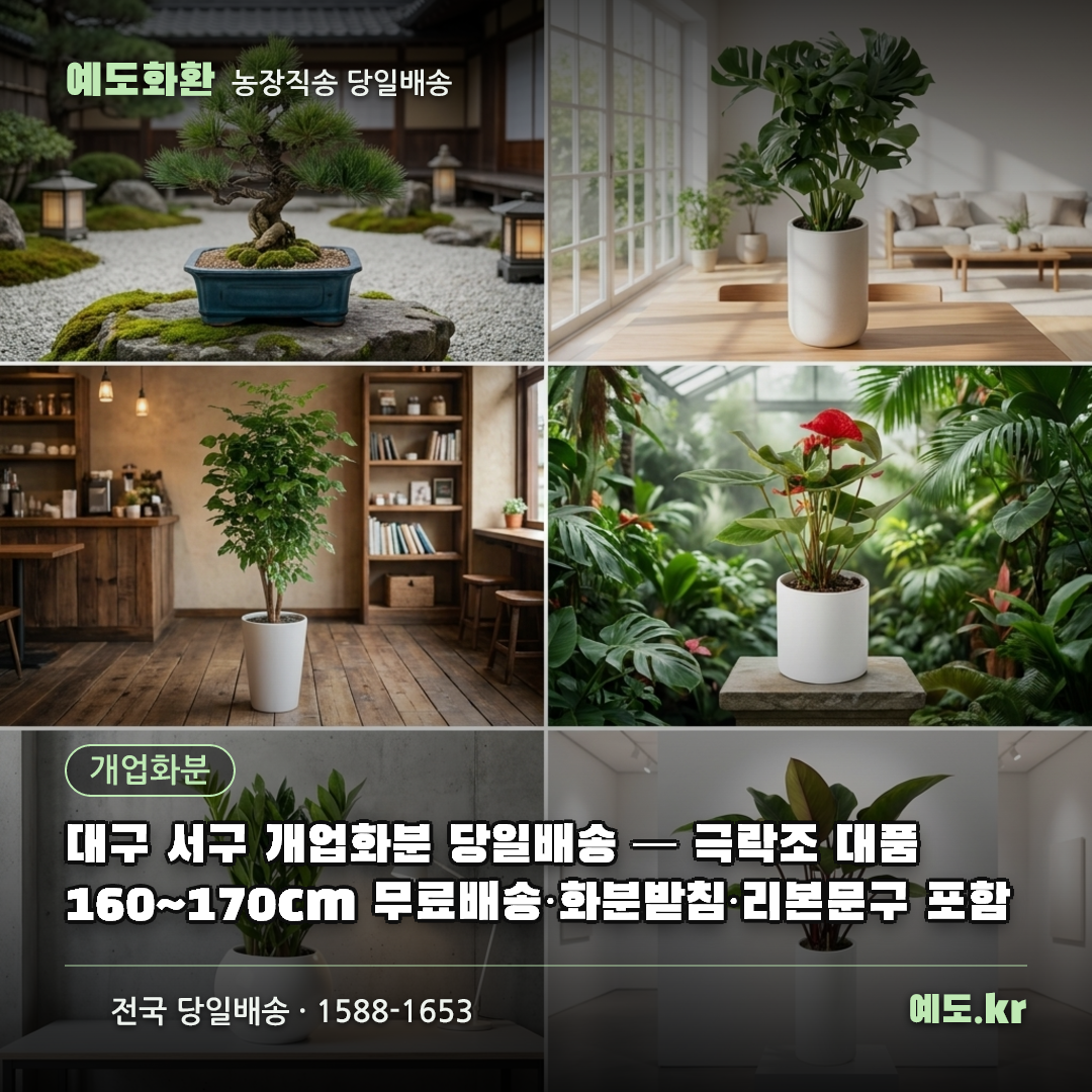 대구 서구 개업화분 당일배송 — 극락조 대품 160~170cm 무료배송·화분받침·리본문구 포함 - 예도화환