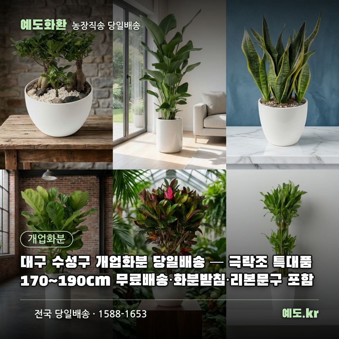 대구 수성구 개업화분 당일배송 — 극락조 특대품 170~190cm 무료배송·화분받침·리본문구 포함 - 예도화환