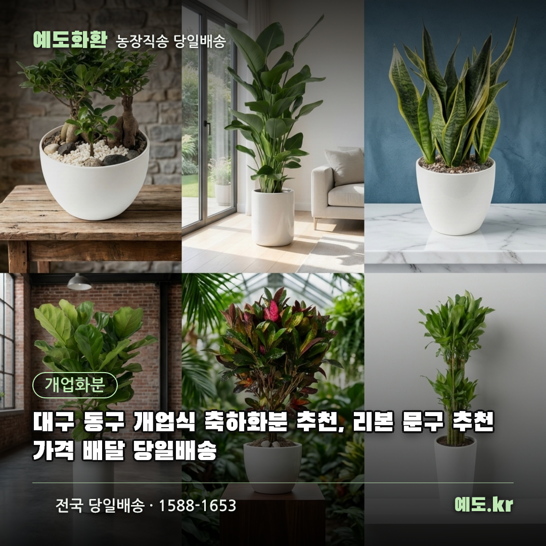 대구 동구 개업식 축하화분 추천, 리본 문구 추천 가격 배달 당일배송 - 예도화환