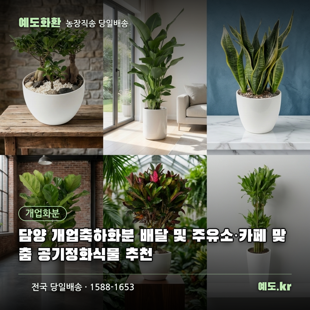 담양 개업축하화분 배달 및 주유소·카페 맞춤 공기정화식물 추천 - 예도화환