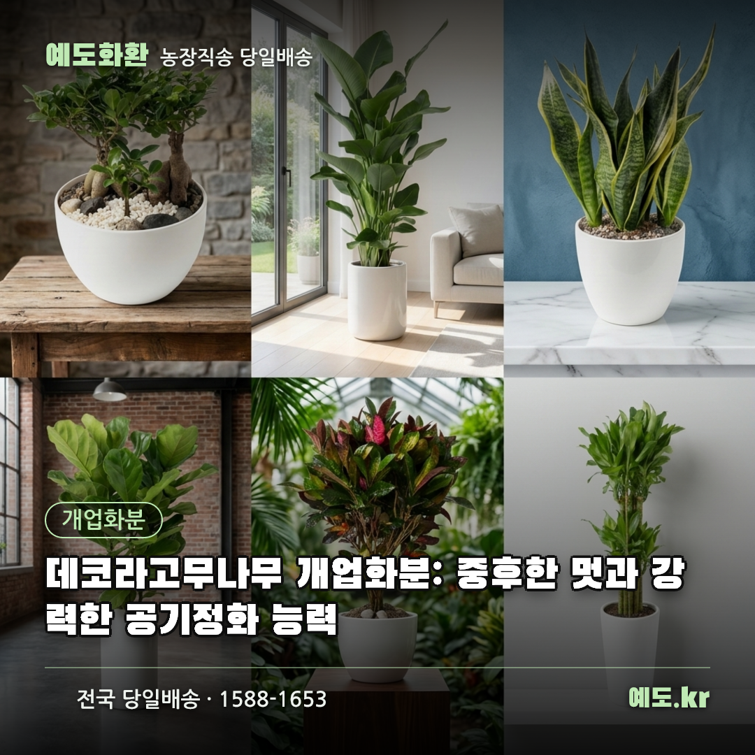 데코라고무나무 개업화분: 중후한 멋과 강력한 공기정화 능력 - 예도화환