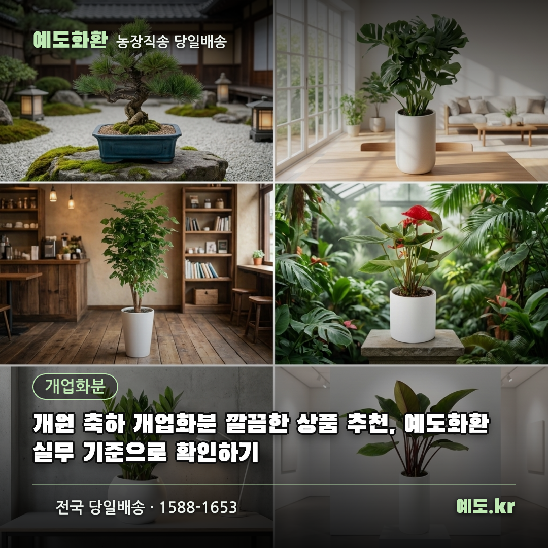개원 축하 개업화분 깔끔한 상품 추천, 예도화환 실무 기준으로 확인하기 - 예도화환