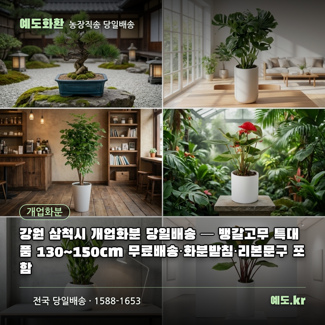 강원 삼척시 개업화분 당일배송 — 뱅갈고무 특대품 130~150cm 무료배송·화분받침·리본문구 포함 - 예도화환