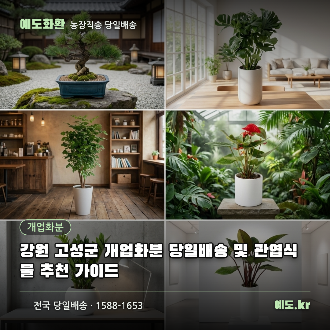 강원 고성군 개업화분 당일배송 및 관엽식물 추천 가이드 - 예도화환