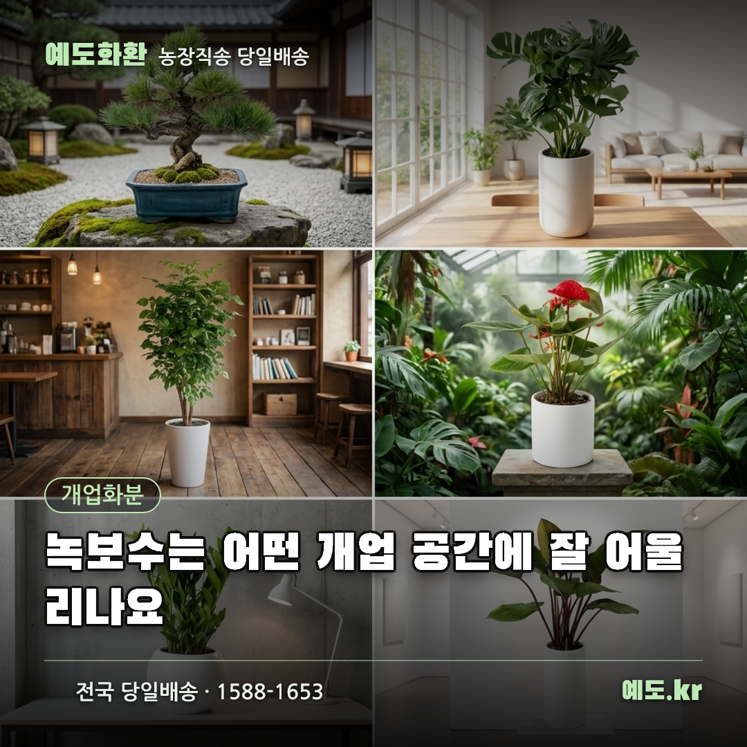 녹보수는 어떤 개업 공간에 잘 어울리나요 - 예도화환