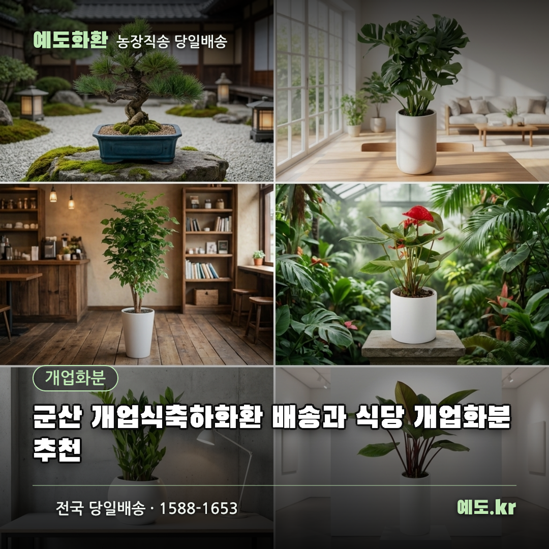 군산 개업식축하화환 배송과 식당 개업화분 추천 - 예도화환