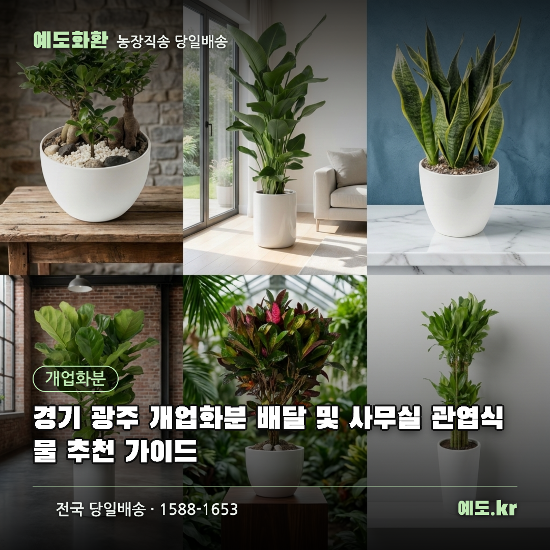 경기 광주 개업화분 배달 및 사무실 관엽식물 추천 가이드 - 예도화환