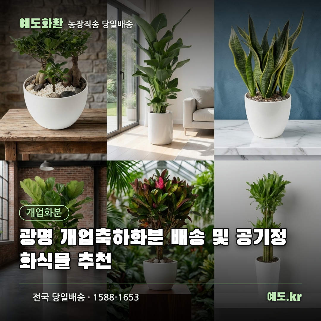 광명 개업축하화분 배송 및 공기정화식물 추천 - 예도화환