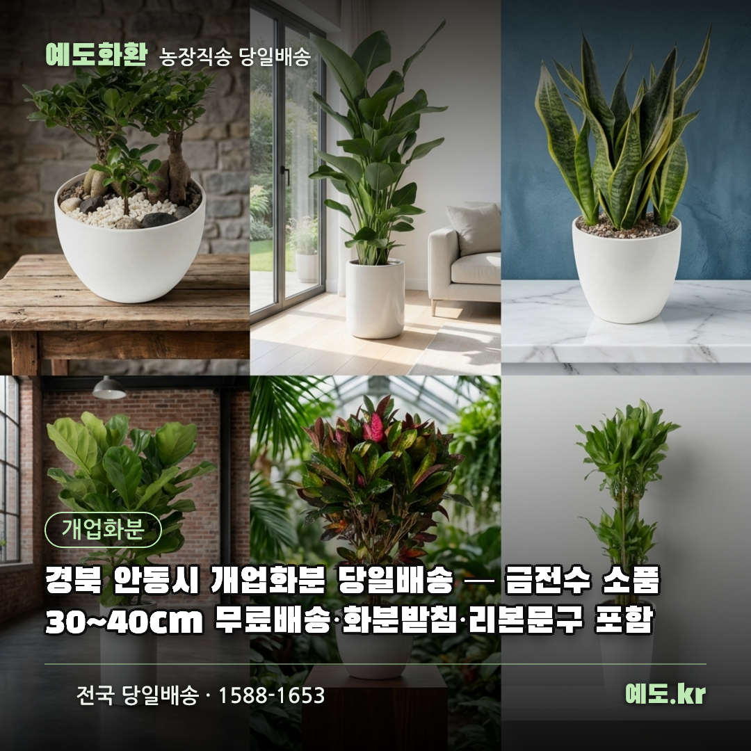 경북 안동시 개업화분 당일배송 — 금전수 소품 30~40cm 무료배송·화분받침·리본문구 포함 - 예도화환
