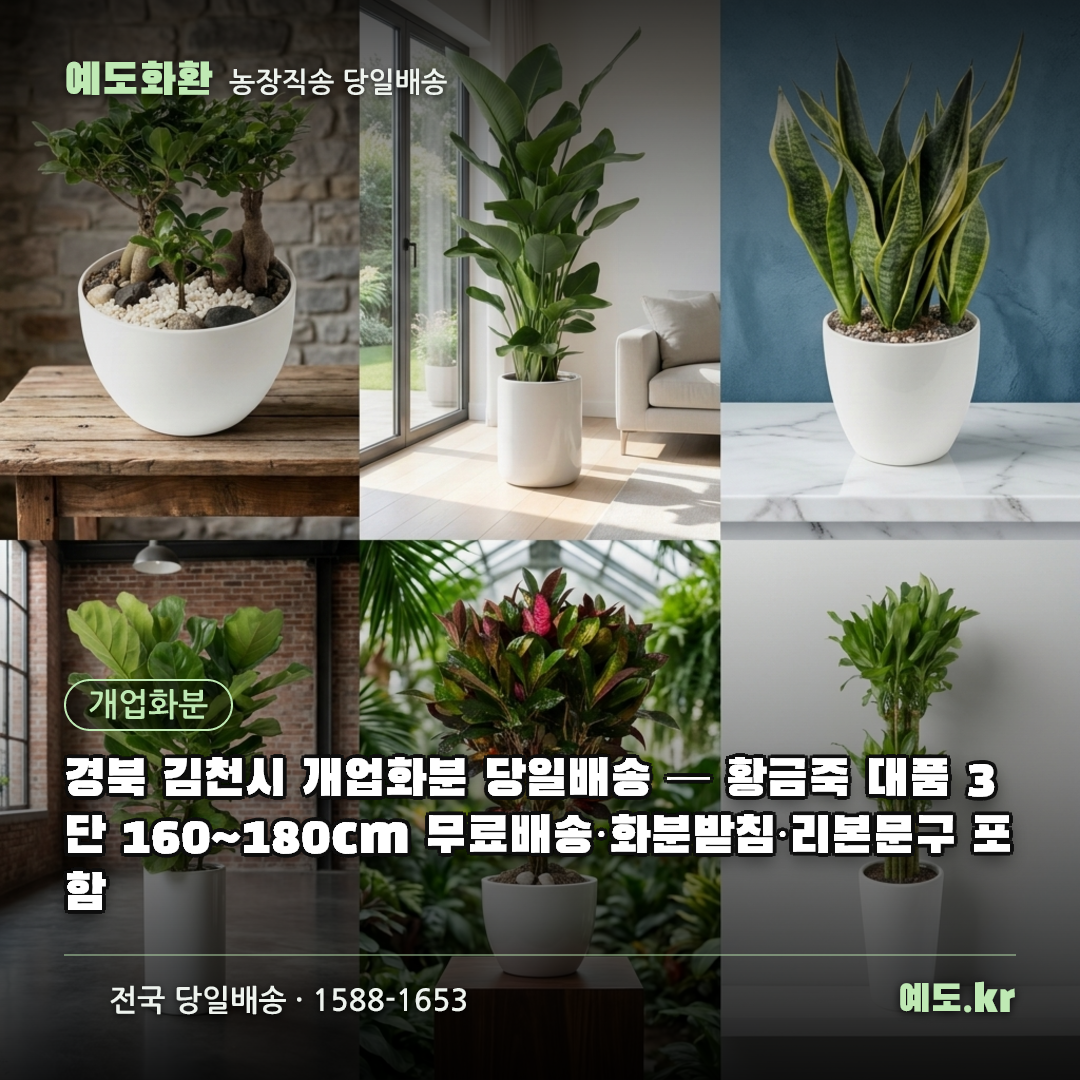 경북 김천시 개업화분 당일배송 — 황금죽 대품 3단 160~180cm 무료배송·화분받침·리본문구 포함 - 예도화환
