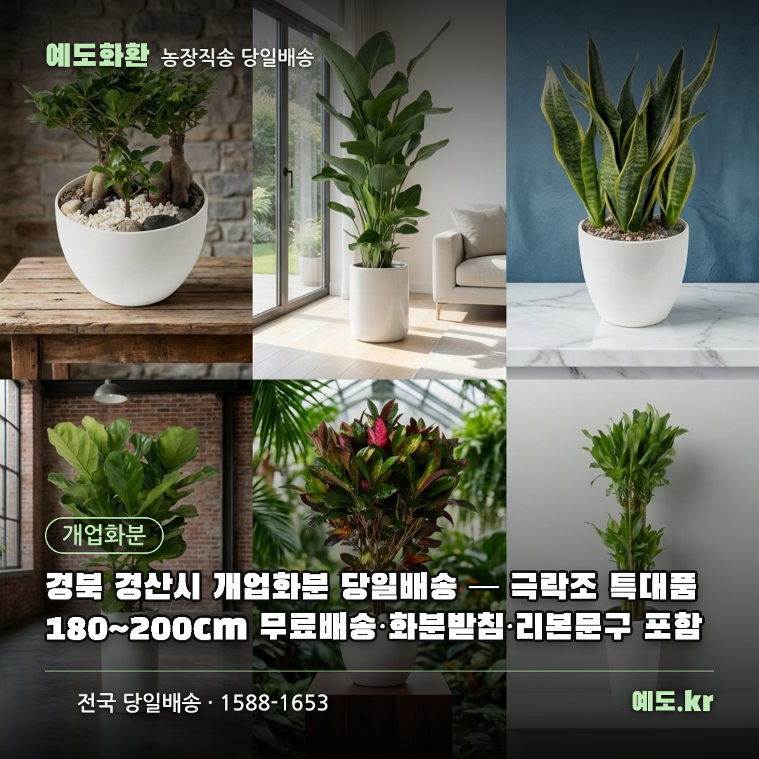 경북 경산시 개업화분 당일배송 — 극락조 특대품 180~200cm 무료배송·화분받침·리본문구 포함 - 예도화환