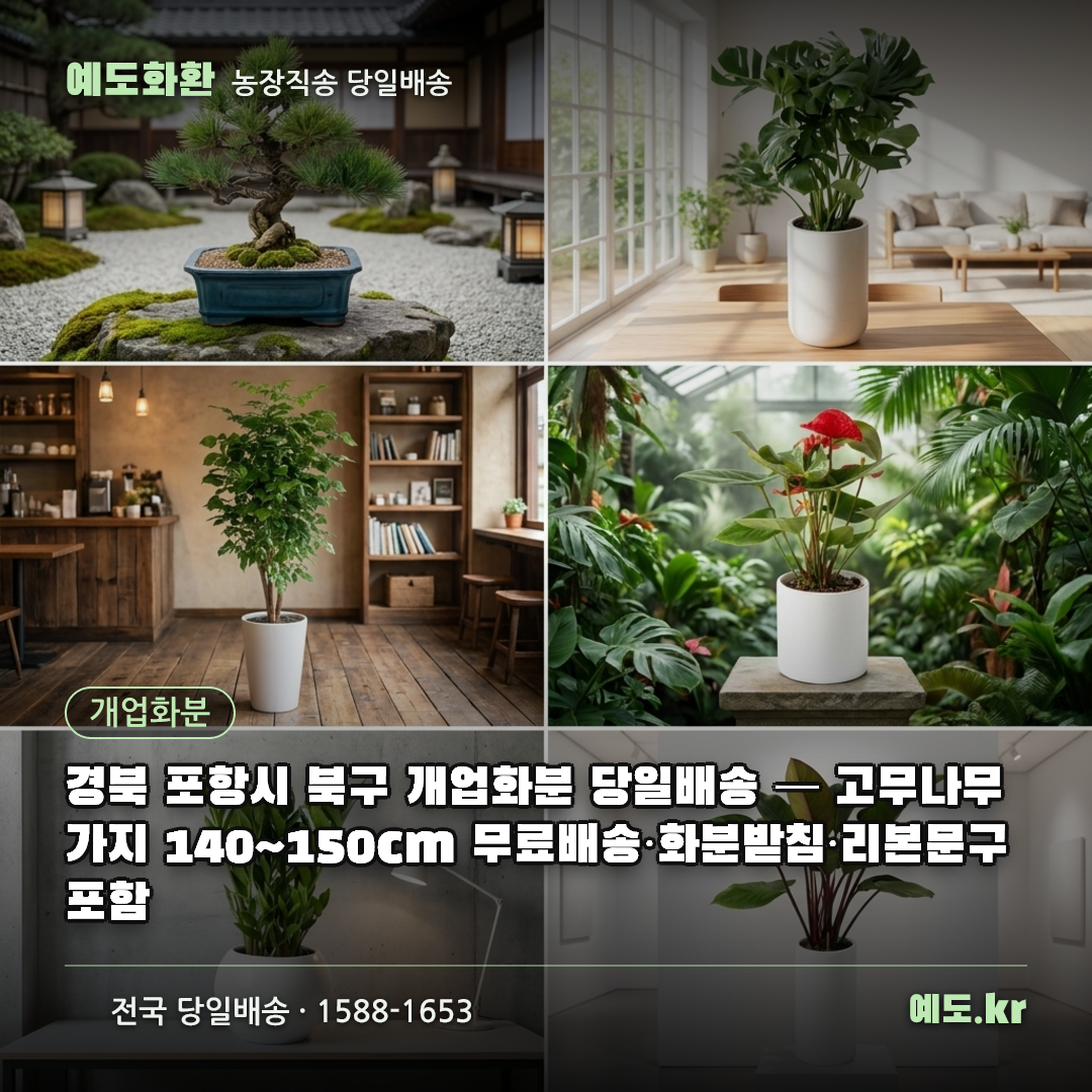 경북 포항시 북구 개업화분 당일배송 — 고무나무 가지 140~150cm 무료배송·화분받침·리본문구 포함 - 예도화환